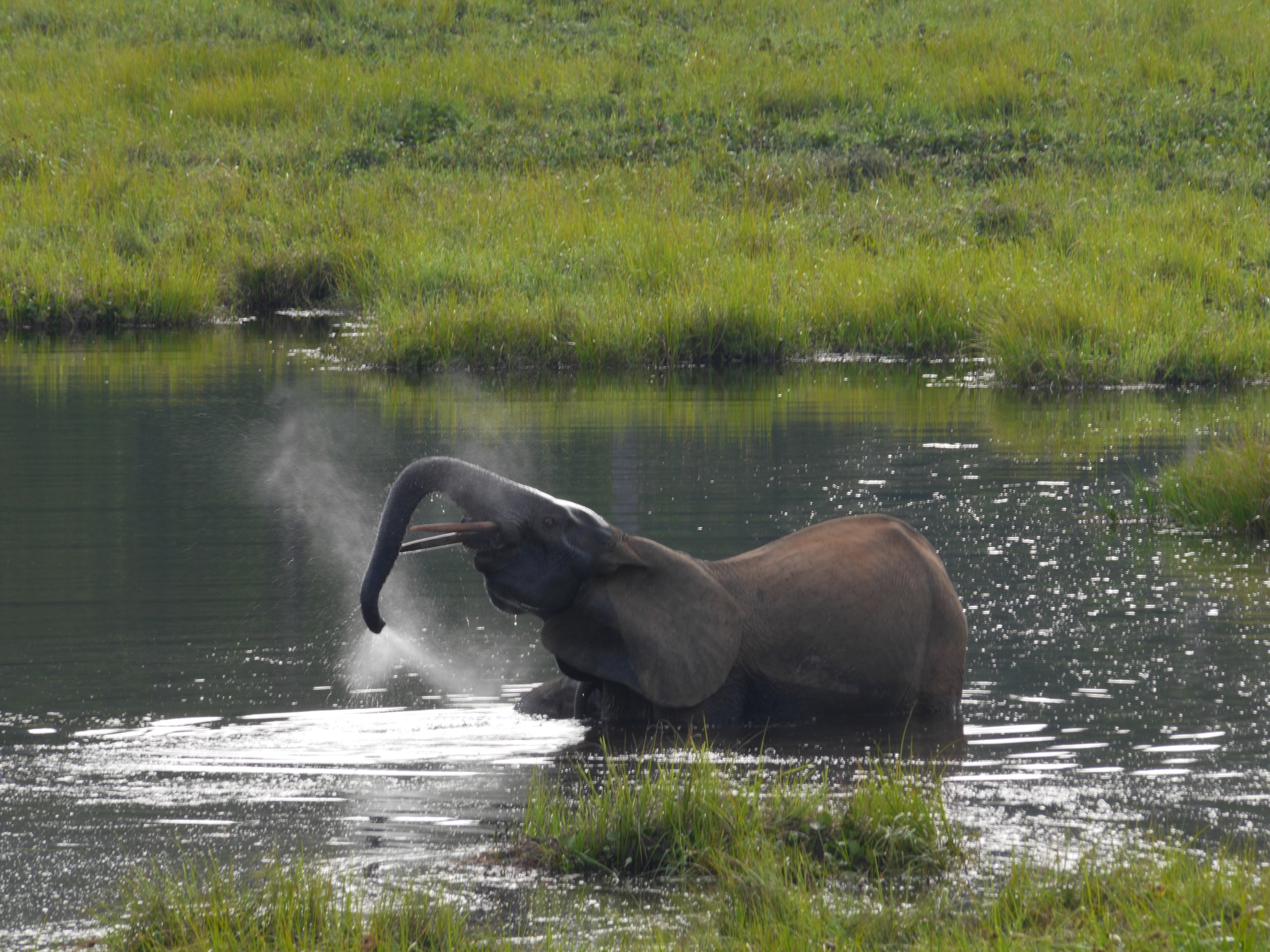 Central African Republic