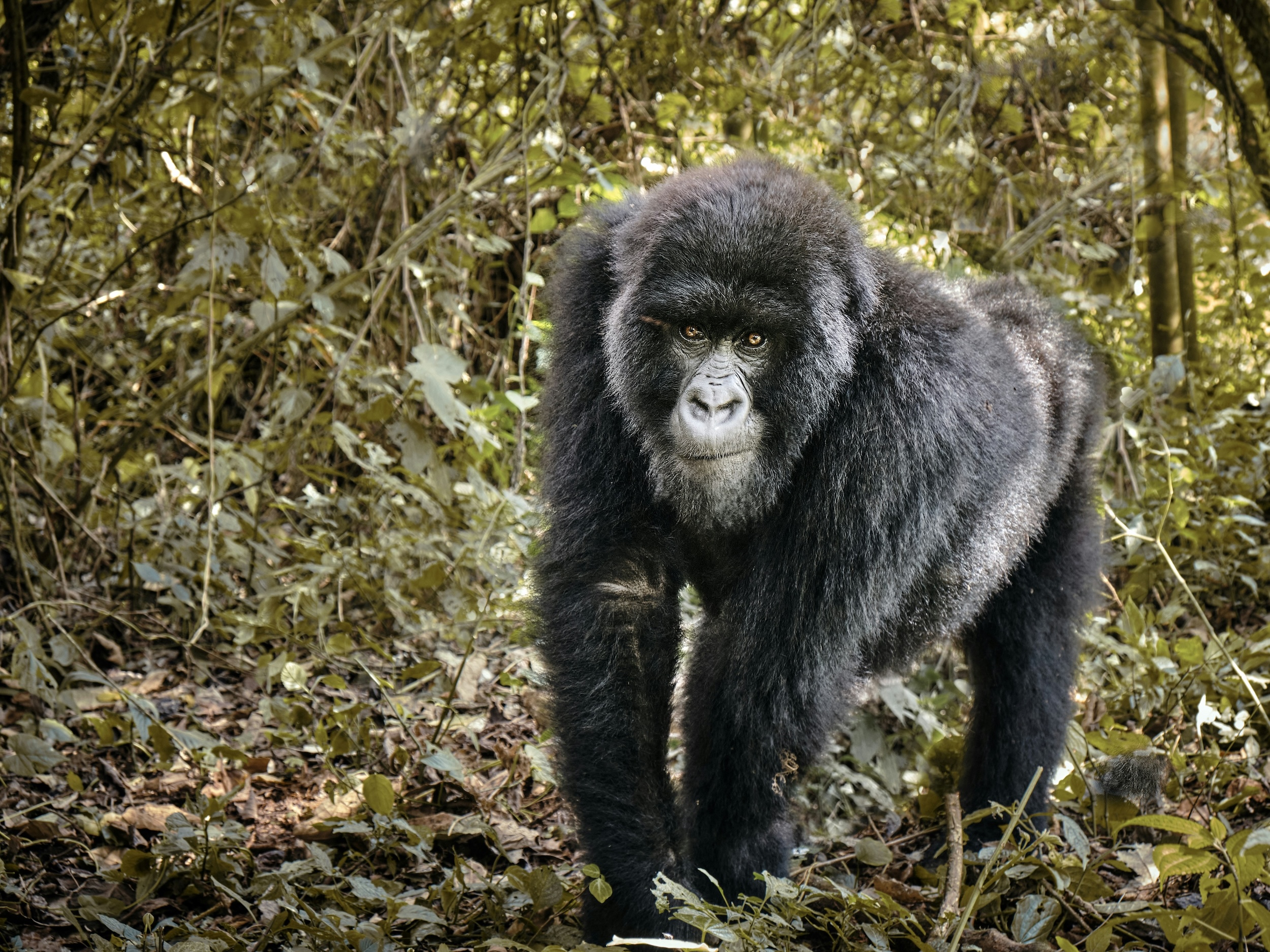 Democratic Republic of Congo