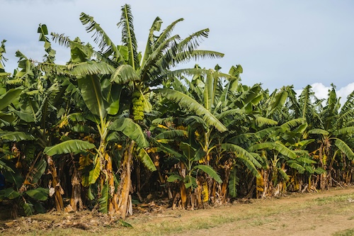 Zambia